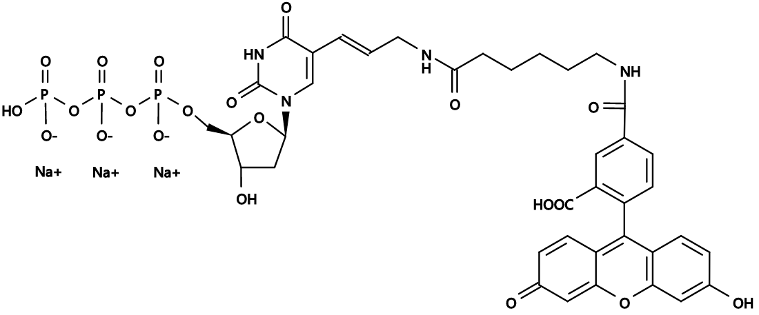 Fluorescein-dUTP
