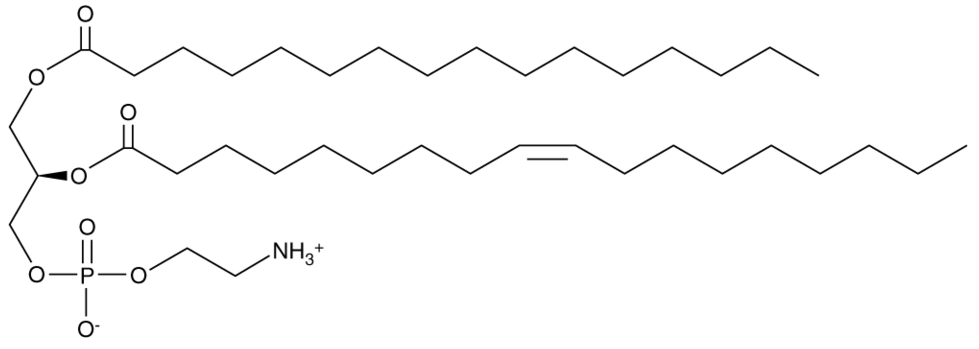 1-Palmitoyl-2-Oleoyl-sn-glycero-3-PE