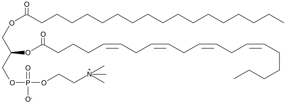 1-Stearoyl-2-Arachidonoyl-sn-glycero-3-PC