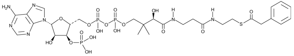 Phenylacetyl-Coenzyme A
