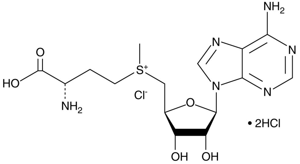 S-(5'-Adenosyl)-L-methionine chloride (hydrochloride),Reagent
