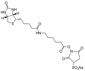 Sulfo-NHS-LC-Biotin