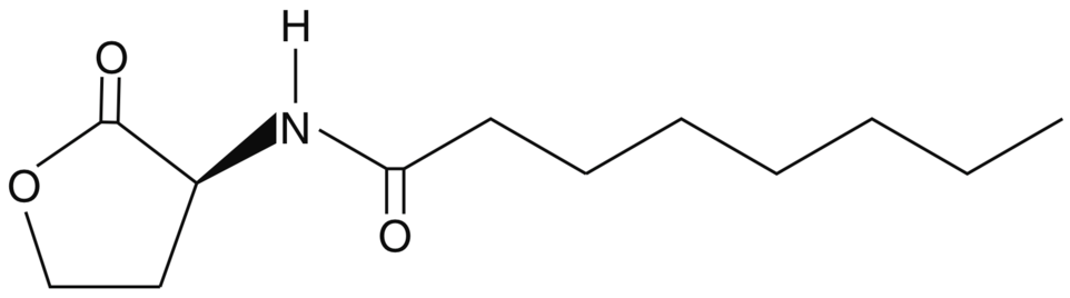 N-octanoyl-L-Homoserine lactone