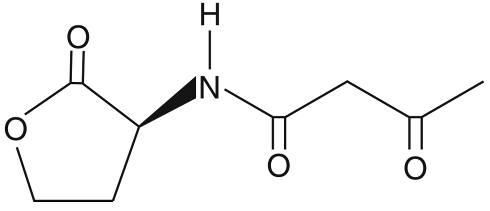 N-3-oxo-butyryl-L-Homoserine lactone