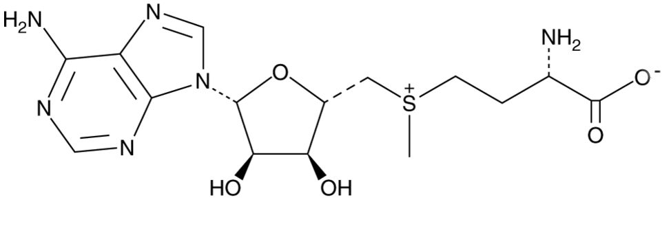 S-腺甘基蛋氨酸