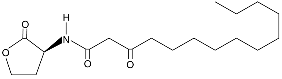 N-3-oxo-tetradecanoyl-L-Homoserine lactone