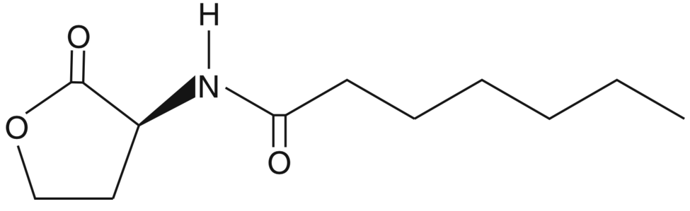 N-heptanoyl-L-Homoserine lactone