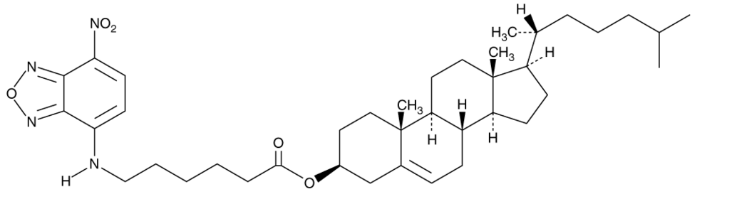 3-hexanoyl-NBD Cholesterol