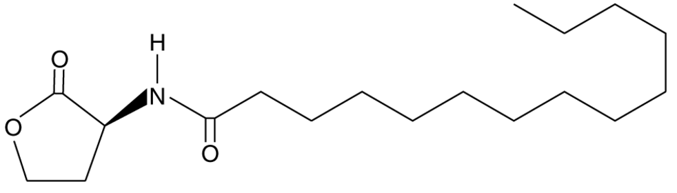 N-tetradecanoyl-L-Homoserine lactone