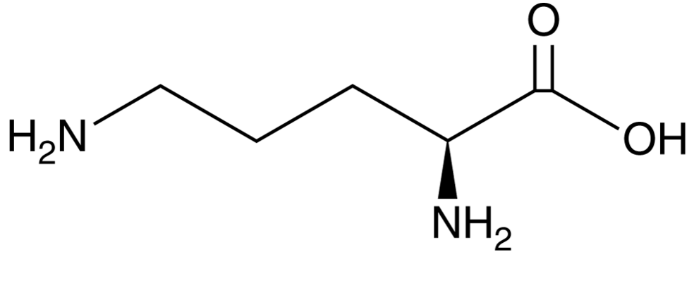 L-鸟氨酸